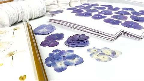 🌺 КАК СУШИТЬ ЦВЕТЫ? Где взять сухоцветы? 🌺 HOW TO DRY & PRESERVE FLOWERS?