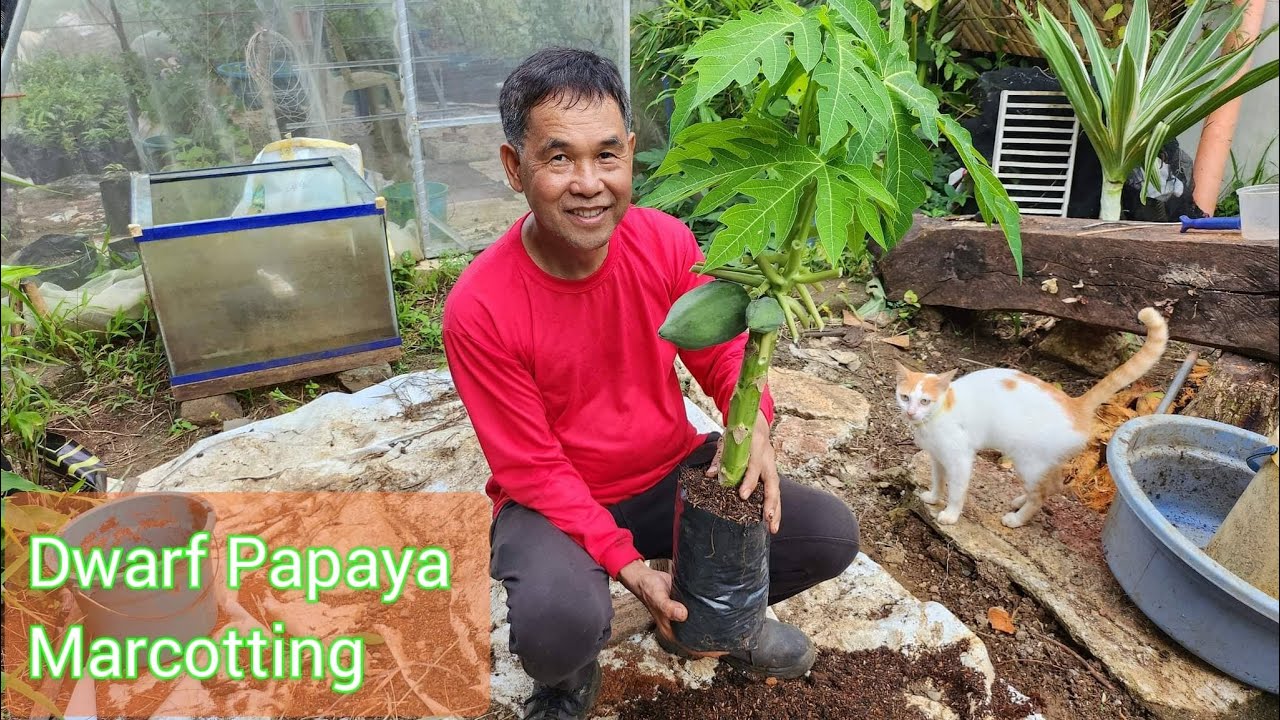 Part 1: Pagpaparami ng Papaya | How to Plant Papaya? | Papaya Marcotting