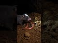 رك بنا كاميرا على خلد وشاهدنا كيف يحفر أنفاقه تحت الأرض Mousecam Animalcamera Wildlife Nat رك بنا كاميرا على خلد وشاهدنا كيف يحفر أنفاقه تحت الأرض Mousecam Animalcamera Wildlife Nat