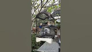 Burung Jalak Bilbong Sulawesi Gacor