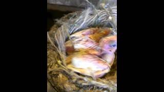 Criando Mis Canrios Rojos Intenso