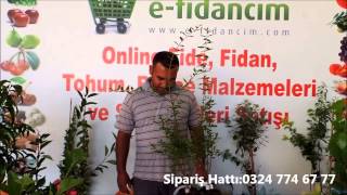 Aşılı Nar Fidanı Özellikleri Ve Fidanı Satışı