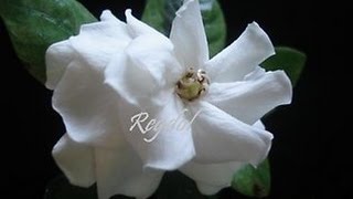 Каллистемон лимонный Каллистемон лимонный