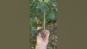 Common Tree Snake going for a climb #snakevideo #snake #reptiles #wildlife #australia #nature