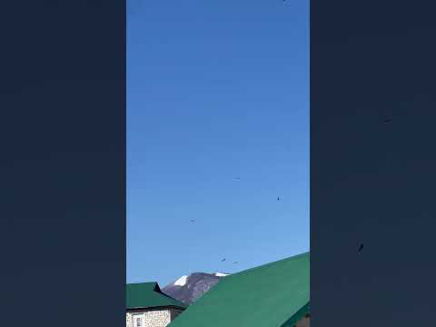 Орлы 🦅 гор