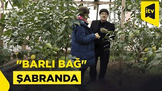 Barlı Bağ Həm Şabranda, Həm Də Bağban Mirzəli Dayının Bağında