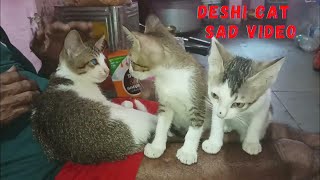 Deshi Cats Father Kills Kitten In Front of Mom  SAD Video