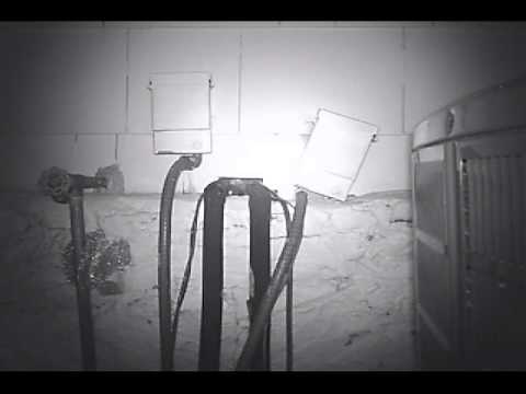 removal of fallopian tube Mice Entering House