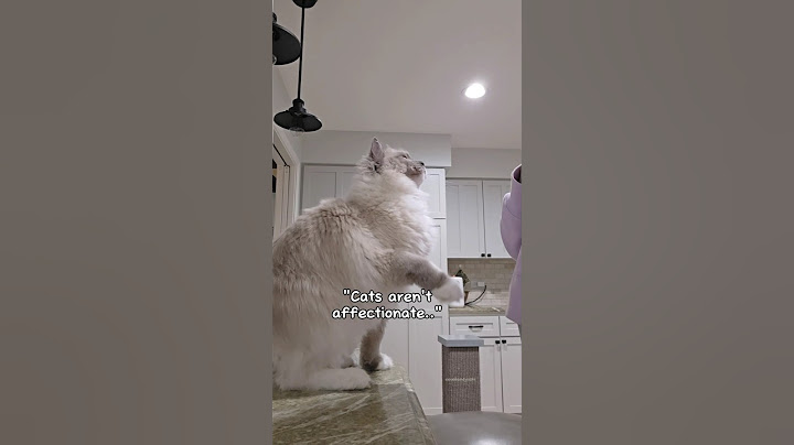 Then explain my kiss-obsessed cloud 😽 #cat #meow #pets #cutecat #ragdoll #shorts