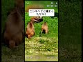 ニシキヘビに捕まったサル! #ニシキヘビ #サルの救出 #野生の瞬間 #自然の厳しさ #動物ドキュメンタリー
