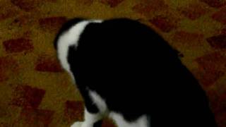 CIMG1195.AVI
