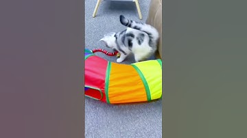 Automatic Cat Toys dog toys Interactive Smart Sensing Snake TeaseToys for Cats