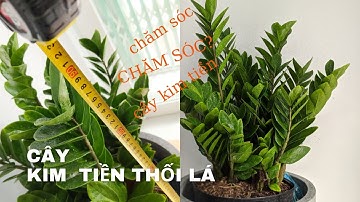 PHẢI LÀM GÌ KHI KIM TIỀN BỊ VÀNG, THỐI LÁ