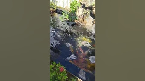 Cá koi bị tuột  nhớt và nổi váng bọt trên mặt nước hồ, ae vào kênh mình xem cách khắc phục #shorts