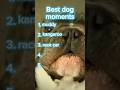 Best Dog Moments