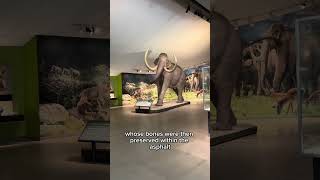 Visiting the La Brea Tar Pits in downtown Los Angeles was such a fun blast from the past Visiting the La Brea Tar Pits in downtown Los Angeles was such a fun blast from the past