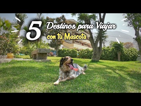 Video: 5 consejos para preparar tu mascota para la temporada de tornado