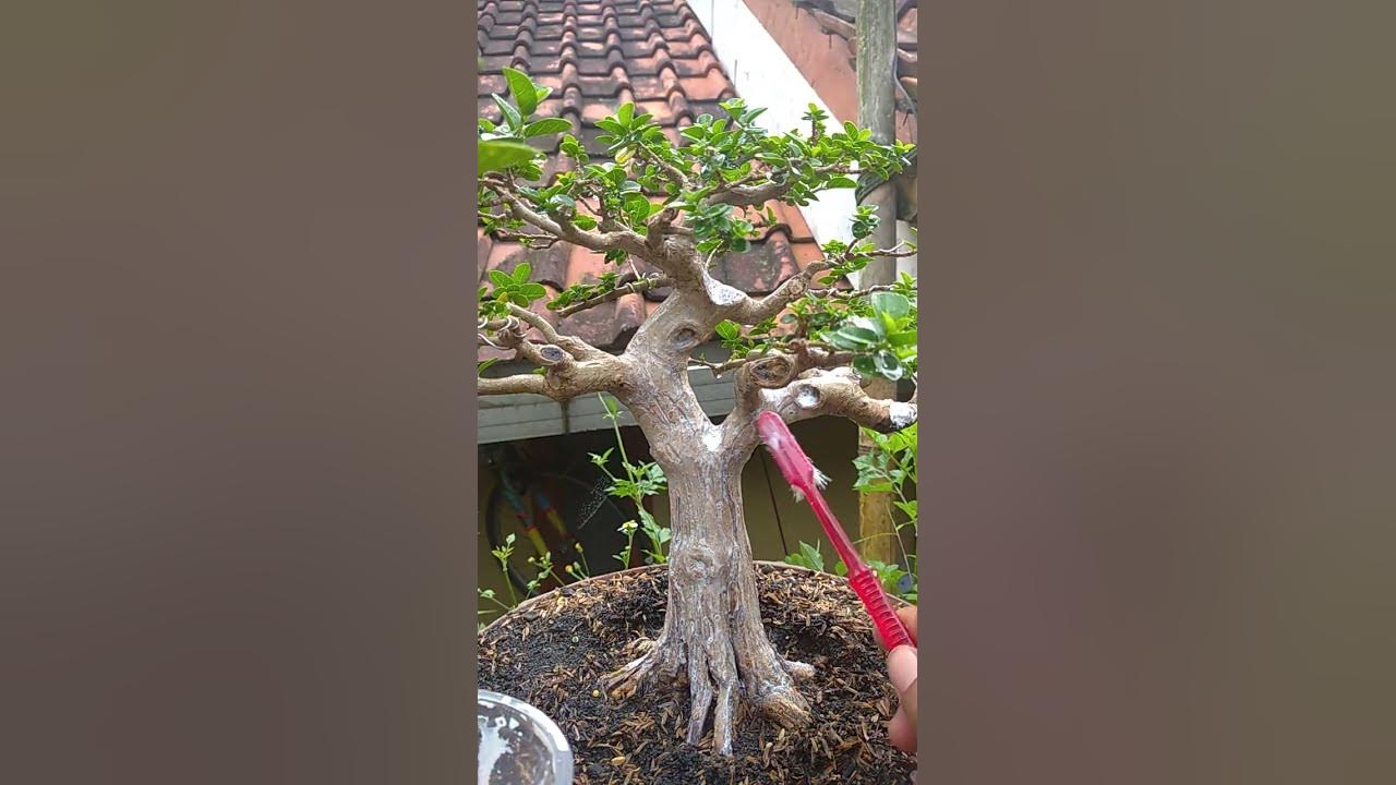 Cara Efektif Mencegah Jamur Putih pada Media Bonsai Anda Cara Efektif Mencegah Jamur Putih pada Media Bonsai Anda