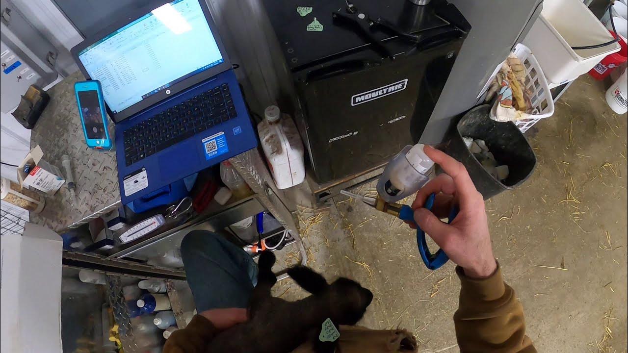 Lamb Tagging & Processing YouTube