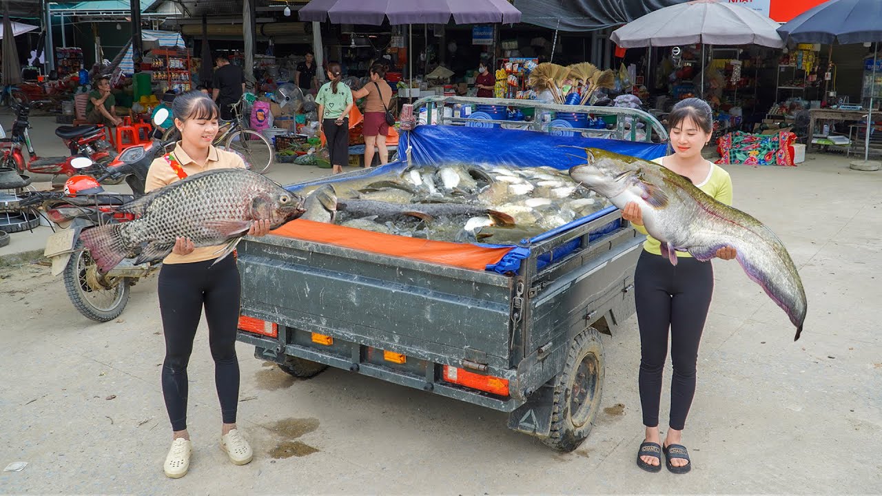 Buy Many Big Fish 12KG Each, Use 3-Wheeled Truck Transport Many Big Fish Go To Market Sell