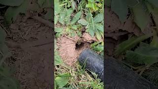 5,000 Yellow Jackets Hiding UNDERGROUND Waiting to ATACK! @HornetKingOfficial