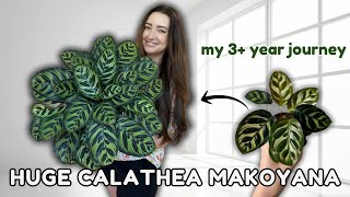 Plant Feature of the Month! 🪴 | New Series Featuring Calathea Makoyana | Episode 2