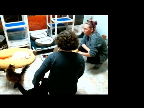 special needs animal rescue Blind Cat Rescue & Sanctuary, Inc Live Stream