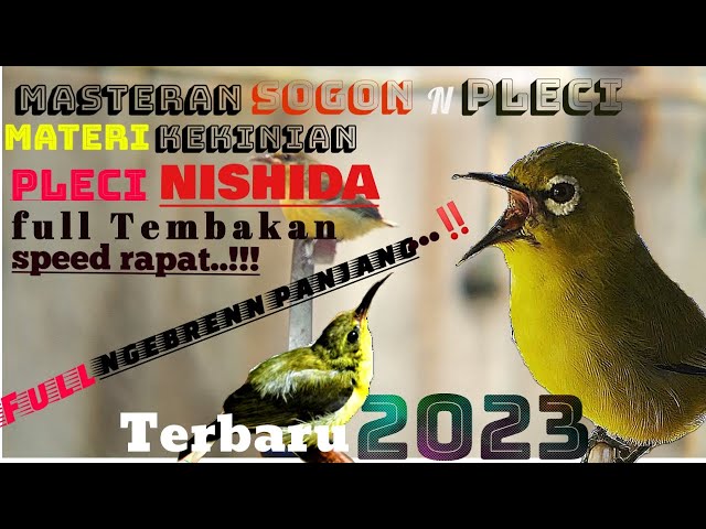 Materi sogon 2023!!Materi pleci NISHIDA,bren ciblek.cepat Diserap burung,gampang masuk. class=