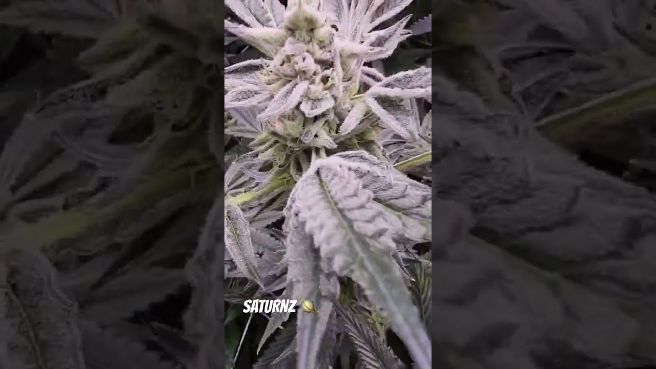 SATURNZ — Bred by Kingseeds