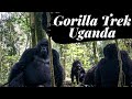 Gorilla Trek Uganda