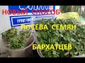 Бархатцы сеем теперь только так!