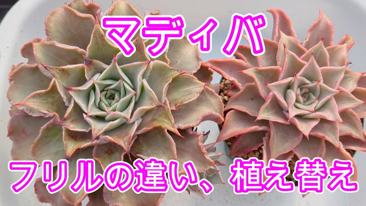 エケベリア　マディバドロップ マディバ｜🍀GreenSnap（グリーンスナップ）