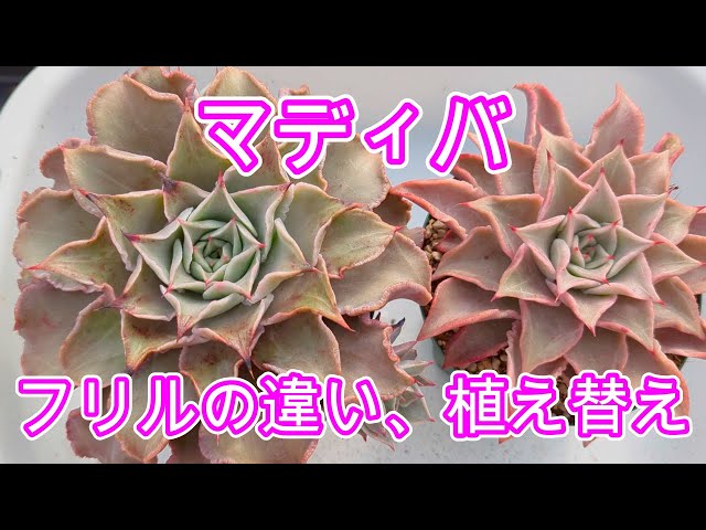Succulents] [Repotting] Madiba, which frill do you like? - YouTube