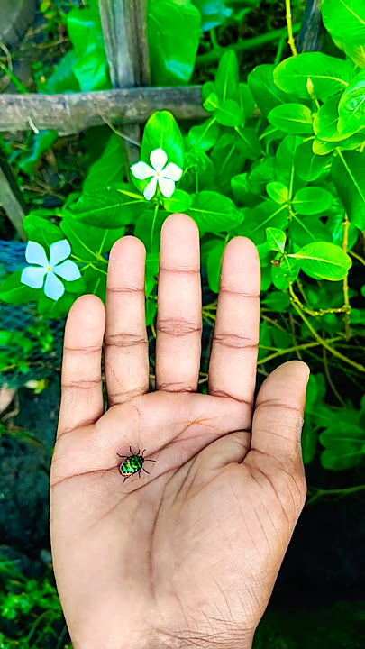 Asian beetles you've never seen #anyuniqueanimals🪲🪲🪲#beetle#insects#beautifulinsects#nature#p4132