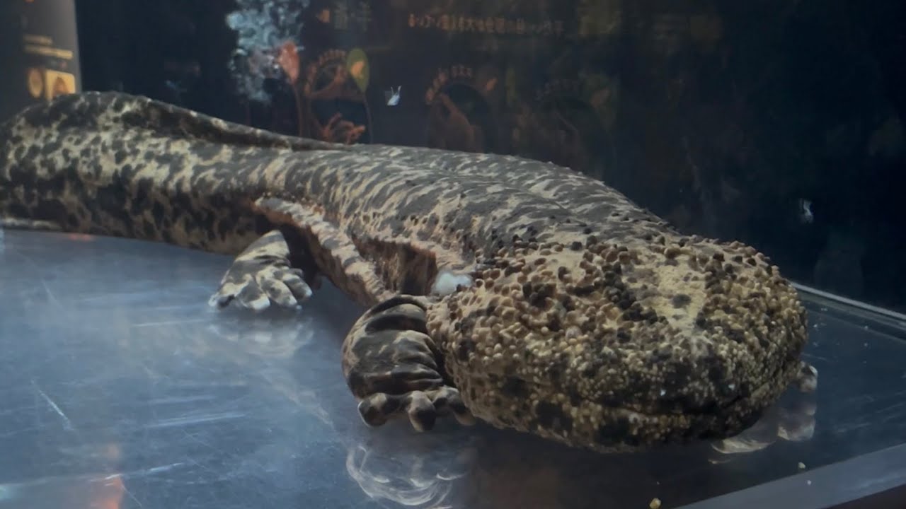 オオサンショウウオ なんか可愛いです 【京都水族館】Japanese giant