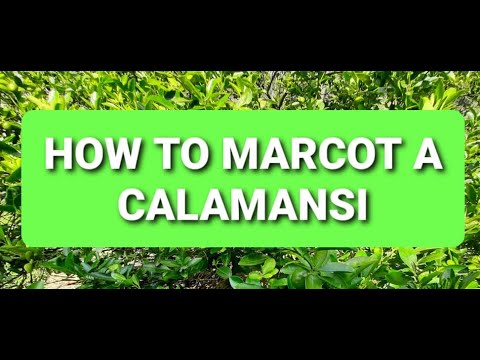 HOE Marcot A calamansi
