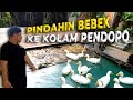 TERNYATA BEBEK-BEBEK INI SUDAH BERTELUR DAN JADI GALAK SAMA YANG LAIN.. HARUS DIPISAH NIH...