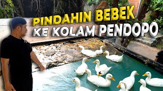 TERNYATA BEBEK-BEBEK INI SUDAH BERTELUR DAN JADI GALAK SAMA YANG LAIN.. HARUS DIPISAH NIH...