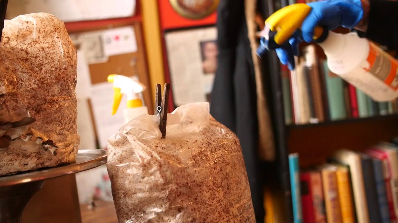 Caring for your Oyster, Lions Mane + Turkey Tail mushroom Grow Kit