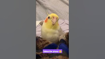 Thumbnail of cute cocktail 😄 singing cookie cooky song💛