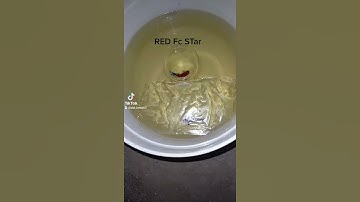 Quá Trình Ép Đẻ Của Cá Betta