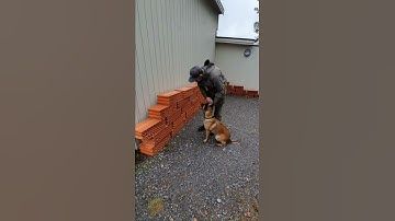 12 months Malinois basic detection training. Kong classic 5x5 mm.