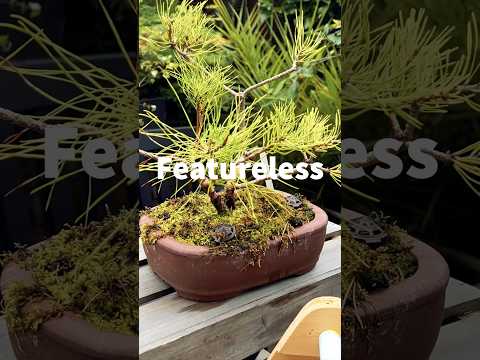 How I Transformed An Ugly Mugo Pine Bonsai Tree