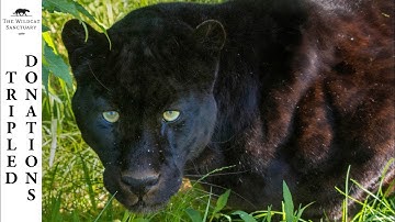 Giving To The Max For Leopard Shazam || The Wildcat Sanctuary