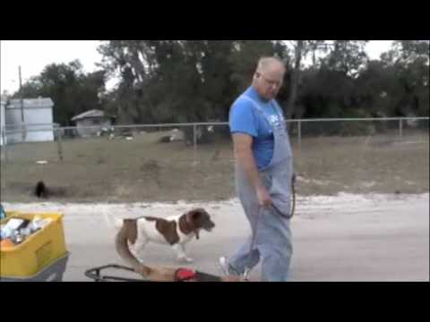 Dog pulls the recycling to the curb