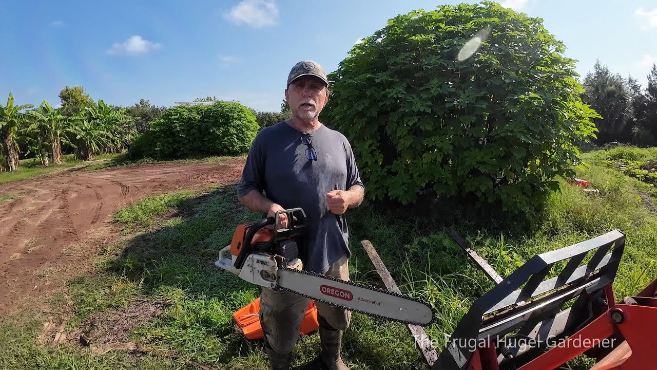 How I Manage Tithonia Diversifolia (Mexican Sunflower) that I Make ...