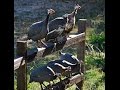 GUINEA FOWL ON THE HOMESTEAD