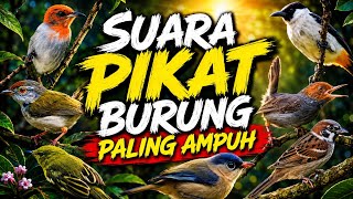 Suara Pikat Burung Kecil Paling Ampuh & Jernih | Burung Kecil Ramai Berkumpul