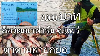 ยกยอ2000บาท ลือวัฒนาฟาร์มจังหวัดแพร่