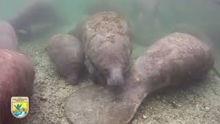 Manatee Manners" for Boaters